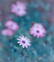 Nom du fichier=170105061905732661.jpg
Taille du fichier=246Ko
Dimensions : 888x1024
Ajouté le : 05 Janvier 2017 170105061905732661.jpg