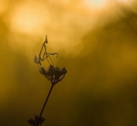 Nom du fichier=17092503114513410715285842.jpg
Taille du fichier=290Ko
Dimensions : 1024x943
Ajouté le : 26 Septembre 2017 17092503114513410715285842.jpg