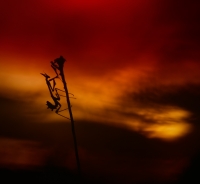 Nom du fichier=180630123422959534.jpg
Taille du fichier=283Ko
Dimensions : 978x900
Ajouté le : 30 Juin 2018 180630123422959534.jpg