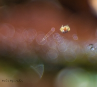 Nom du fichier=181027013216577684.jpg
Taille du fichier=462Ko
Dimensions : 997x900
Ajouté le : 27 Octobre 2018 181027013216577684.jpg