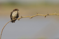 Nom du fichier=20042512291924179816760759.jpg
Taille du fichier=390Ko
Dimensions : 1280x853
Ajouté le : 25 Avril 2020 20042512291924179816760759.jpg