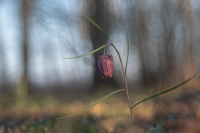 Nom du fichier=21030606441224958917299703.jpg
Taille du fichier=405Ko
Dimensions : 1200x801
Ajouté le : 06 Mars 2021 21030606441224958917299703.jpg