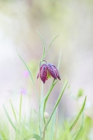 Nom du fichier=24040603215714510418384051.jpg
Taille du fichier=422Ko
Dimensions : 798x1200
Ajouté le : 06 Avril 2024 24040603215714510418384051.jpg