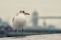 Nom du fichier=31875458240_21f8220709_o.jpg
Taille du fichier=225Ko
Dimensions : 1024x681
Ajouté le : 13 Janvier 2017 31875458240_21f8220709_o.jpg