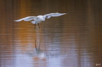 Nom du fichier=49185644201_ac4688675c_o.jpg
Taille du fichier=495Ko
Dimensions : 1200x798
Ajouté le : 25 Janvier 2020 49185644201_ac4688675c_o.jpg