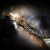 Nom du fichier=6.jpg
Taille du fichier=43Ko
Dimensions : 800x800
Ajouté le : 23 Novembre 2019 6.jpg