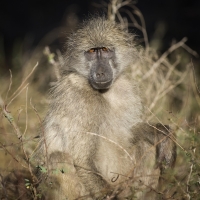 Nom du fichier=660703IMGP78081a.jpg
Taille du fichier=332Ko
Dimensions : 1000x1000
Ajouté le : 26 Septembre 2017 660703IMGP78081a.jpg