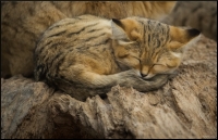 Nom du fichier=IMGP8826.jpg
Taille du fichier=462Ko
Dimensions : 1009x651
Ajouté le : 07 Décembre 2019 IMGP8826.jpg