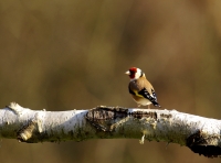 Nom du fichier=Nbj5K.jpg
Taille du fichier=447Ko
Dimensions : 1280x951
Ajouté le : 09 Janvier 2021 Nbj5K.jpg