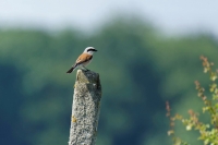 Nom du fichier=Zorro-Dx-O-1280.jpg
Taille du fichier=495Ko
Dimensions : 1280x853
Ajouté le : 04 Juin 2022 Zorro-Dx-O-1280.jpg