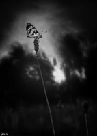 Nom du fichier=imgp6441.jpg
Taille du fichier=122Ko
Dimensions : 640x896
Ajouté le : 26 Septembre 2017 imgp6441.jpg