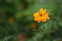 Nom du fichier=k12c5410.jpg
Taille du fichier=143Ko
Dimensions : 1280x854
Ajouté le : 23 Mars 2024 k12c5410.jpg