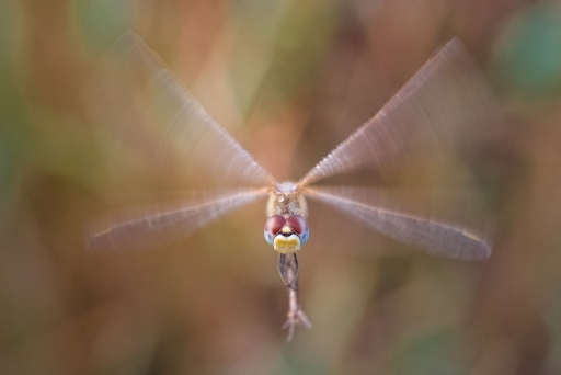 2014-12-12 / olilignan
olilignan  [ Macro et proxi-photo ]
