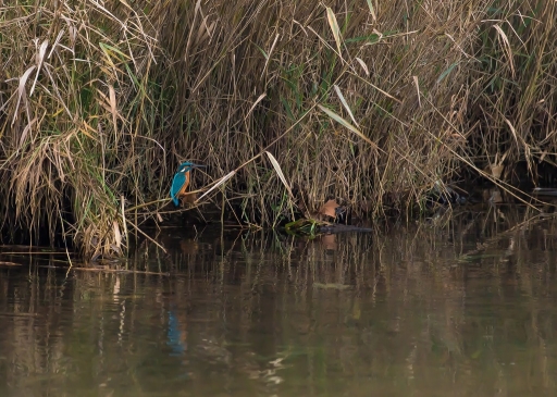 2014-12-15 / christiandre
christiandre  [ Faune sauvage ]

