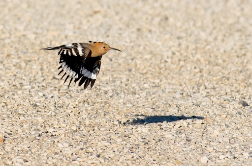 2015-06-29 / christiandre
christiandre / [ Faune sauvage ]
