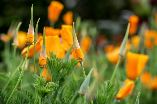 2016-05-19 / Kobaia
Kobaia / [Flore et Botanique]
