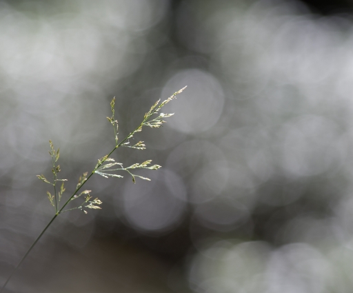 2016-09-03 / SPentaxQR
SPentaxQR / [Flore et Botanique]
