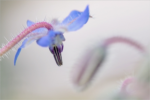 2015-09-06 / Kobaia
Kobaia / [ Fleurs ]
