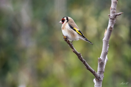 2018-02-03 / Degun
Degun dans [Faune sauvage] 
