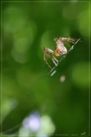 arachnidweb_zps25c72f6c.jpg