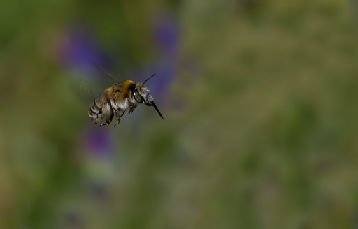2016-07-21/dedales
dedales-Macro et proxiphotographie nature
