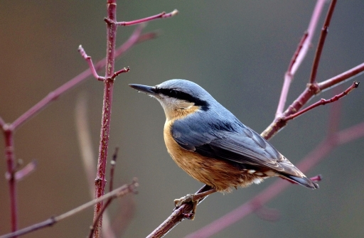 2017-12-19/papy57
papy57-Faune sauvage
