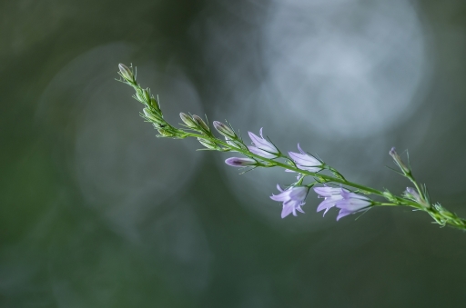 2015-05-04/SPentaxQR
SPentaxQR [Fleurs]
