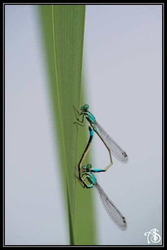 2015-08-09/Sijam
Sijam-Macro et proxi-photo
