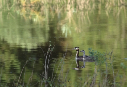 2015-08-16/papy57
papy57-Faune sauvage
