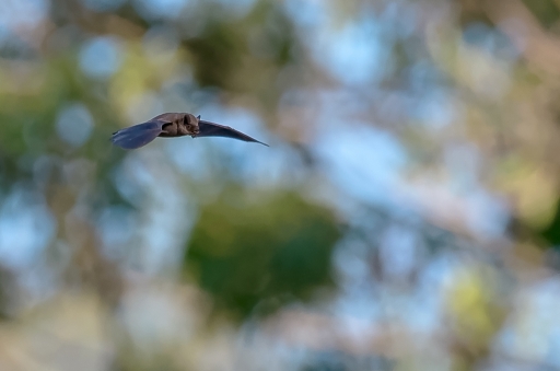 29-08-2015/christiandre
christiandre-Faune sauvage
