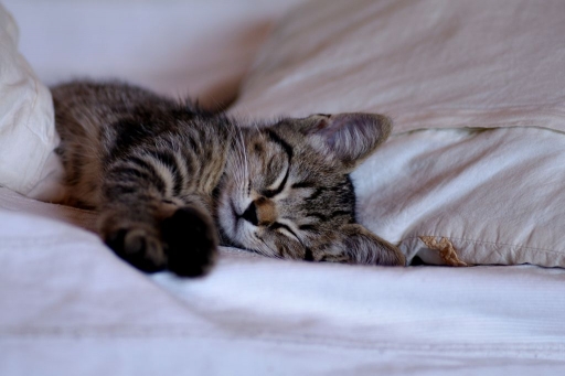 2015-11-29/Papy
Papy   [Animaux domestiques ou captifs ]
