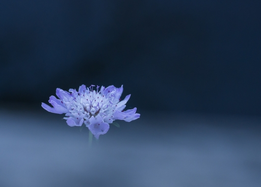 2015-12-10/step55
step55  [Flore et Botanique]
