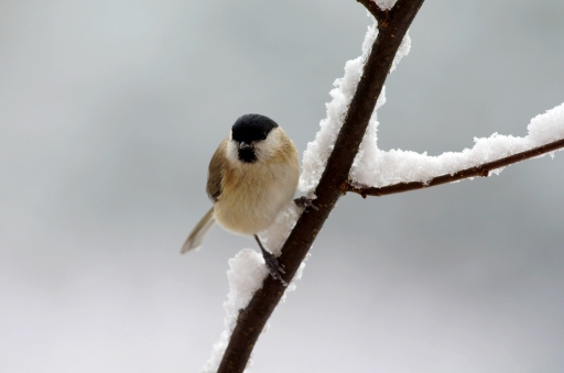 2018-01-20/papy57
papy57-Faune sauvage
