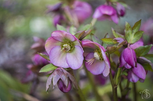 2016-03-03/Sijam
Sijam [Flore et botanique]
