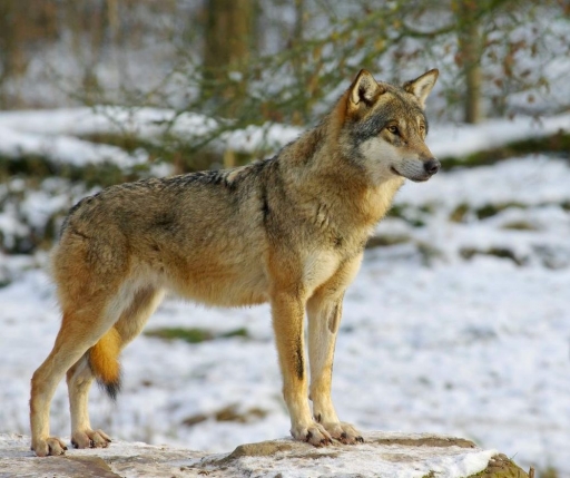 2016-03-26/papy57
papy57-Animaux domestiques ou captifs
