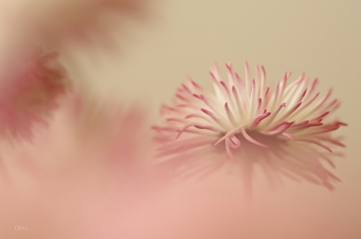 2016-05-05/olive76
olive76-Flore et Botanique
