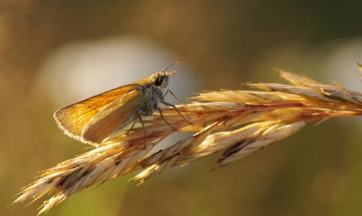 2016-07-10/papy57
papy57-Macro et proxiphotographie nature
