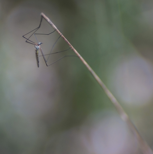 2016-07-13/SPentaxQR
SPentaxQR-Macro et proxiphotographie nature.
