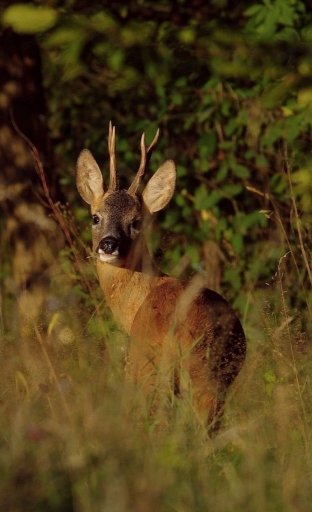 2016-08-11/papy57
papy57-Faune sauvage
