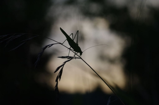 2016-08-18/papy57
papy57-Macro et proxiphotographie nature.
