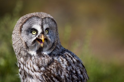 2016-08-25 / Ludovic
Ludovic [ Animeaux domestiques ou captifs ]
