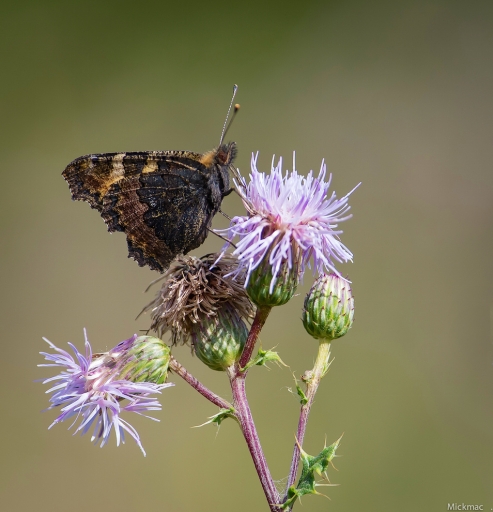 2016-09-16 / Mickmac
Mickmac [ Macro et proxiphotographie nature ]
