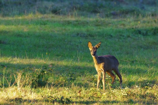 2016-10-16/papy57
papy57-Faune sauvage

