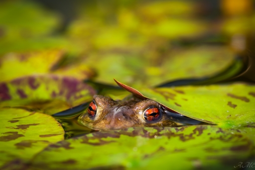 2016-11-03/AME29
AME29-Macro et proxiphotographie nature.
