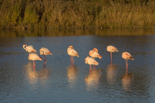 2016-11-11/SPentaxQR
SPentaxQR-Faune sauvage
