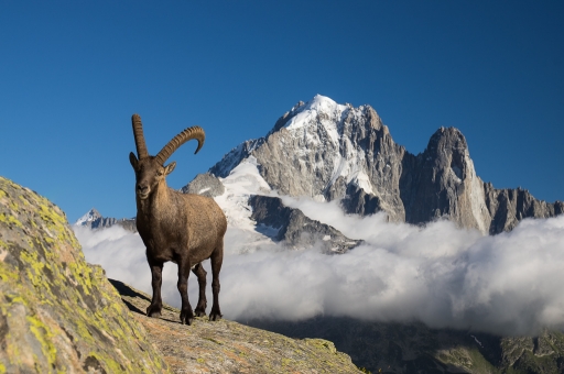 2016-12-05/ASM
ASM-Faune sauvage
