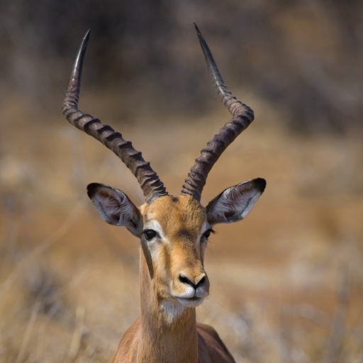 2017-09-01/FreD69
FeD69-Faune sauvage
