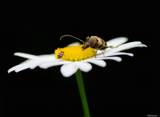 2017-06-04/Mickmac
Mickmac-Macro et proxiphotographie nature
