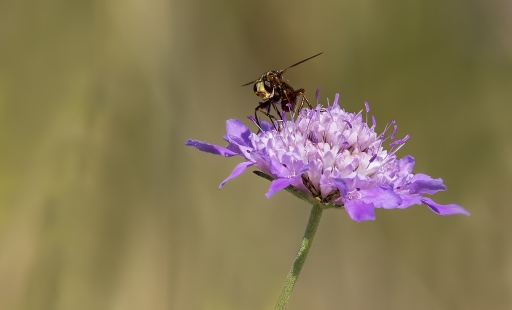 2017-08-19/dedales
dedales-Macro et proxiphotographie nature.
