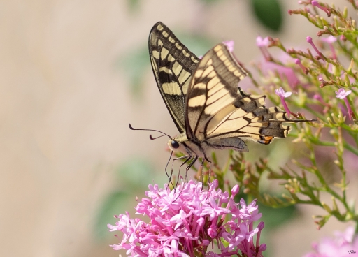 2017-09-19/novice du 11
novice du 11-Macro et proxiphotographie nature
